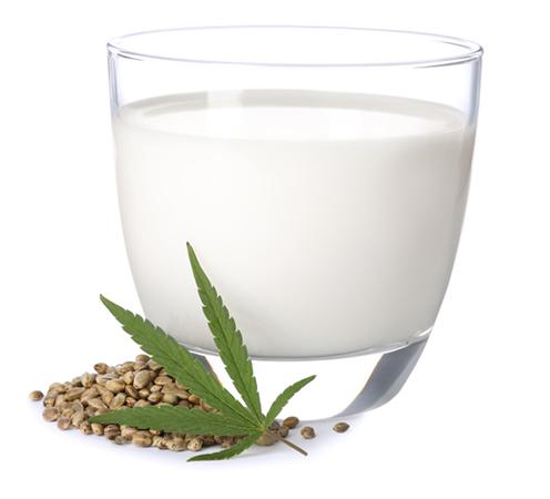 silhouette white background glass of hemp milk, hemp leaf and hemp seeds at the bottom of the glass